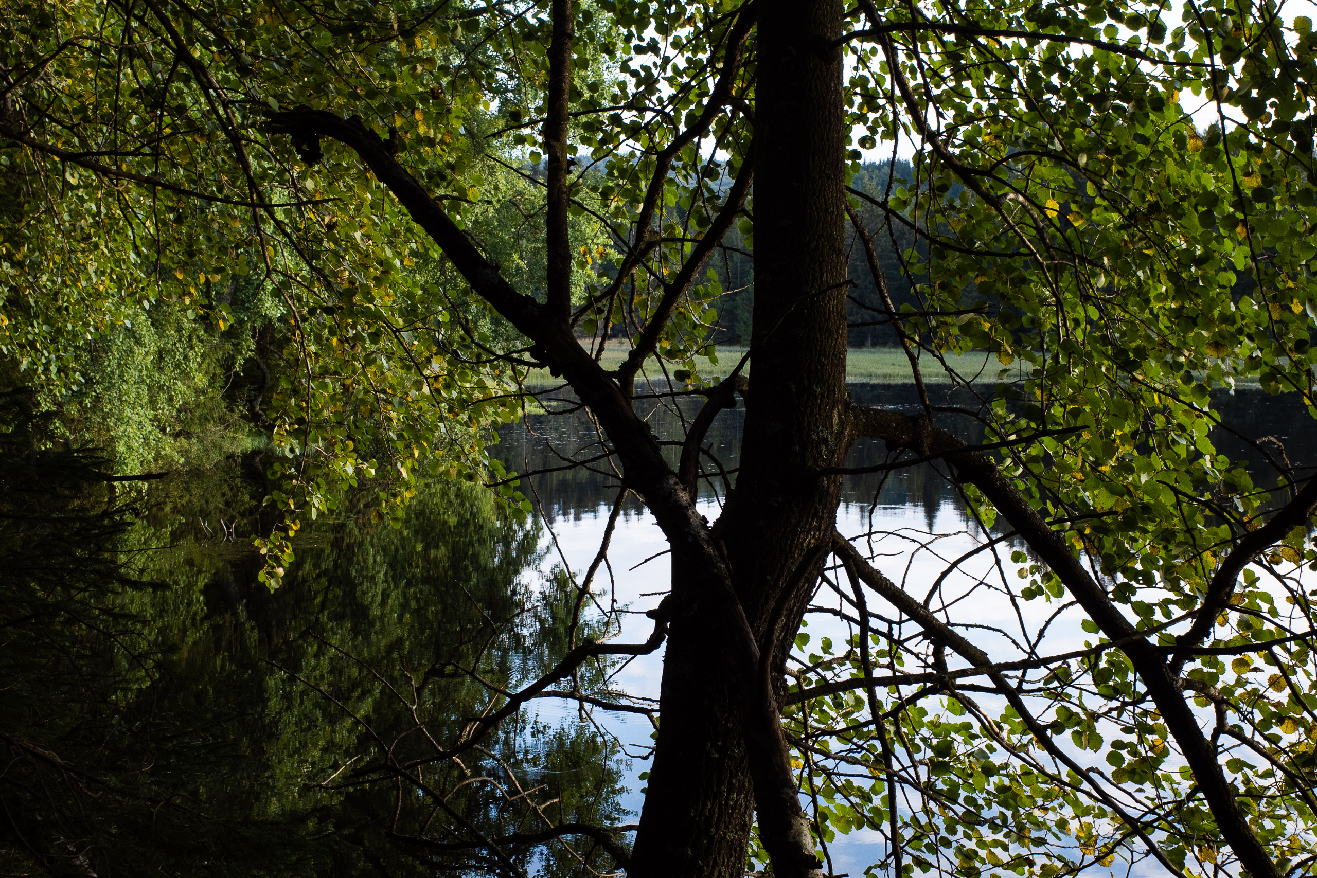 Stiller Fischteich hinter Birkenzweigen